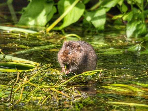 What methods are being used to reintroduce the water vole to its natural habitats in the UK?