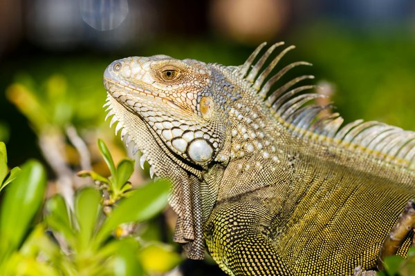 What are the signs of dehydration in pet reptiles and how can it be prevented?